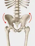 pelvic-torsion-front-view-arrows.jpg