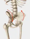 pelvic-torsion-quarter-turn-with-arrows.jpeg