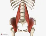 The iliopsoas is actually two muscles, the iliacus and the psoas, and is frequently overlooked in diagnosis as a source of lower back, hip, groin and leg pain.