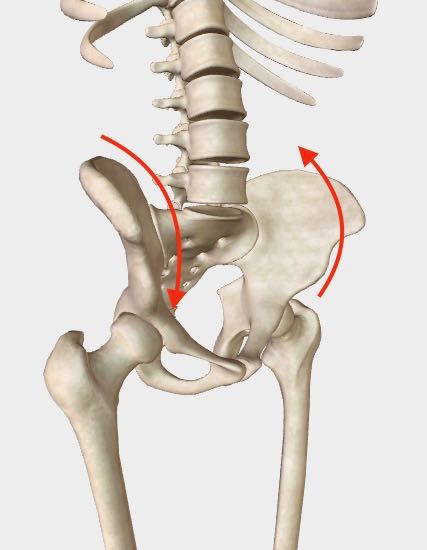 sacroiliac joint muscles