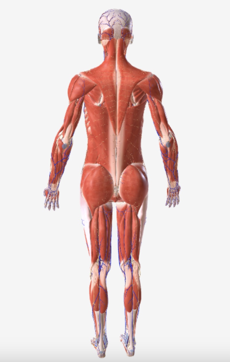 Complete muscle anatomy