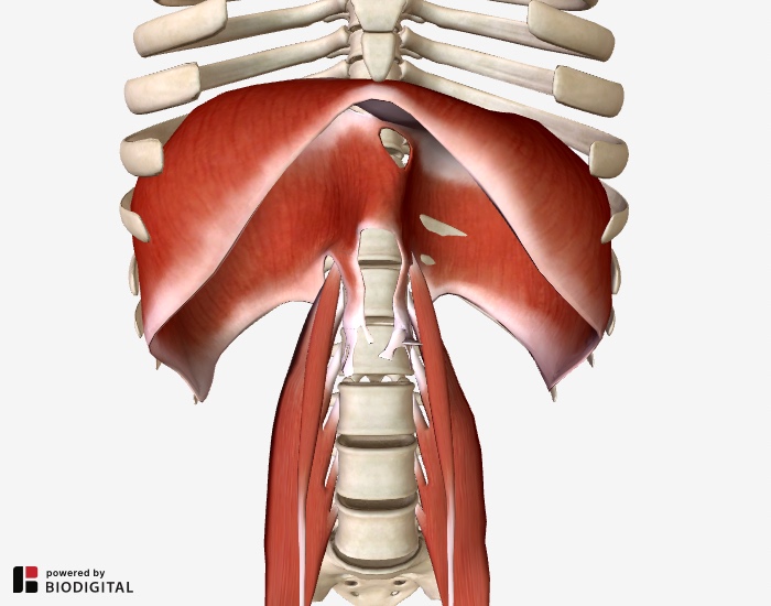 The Role of the Psoas Muscle in Lower Back Pain