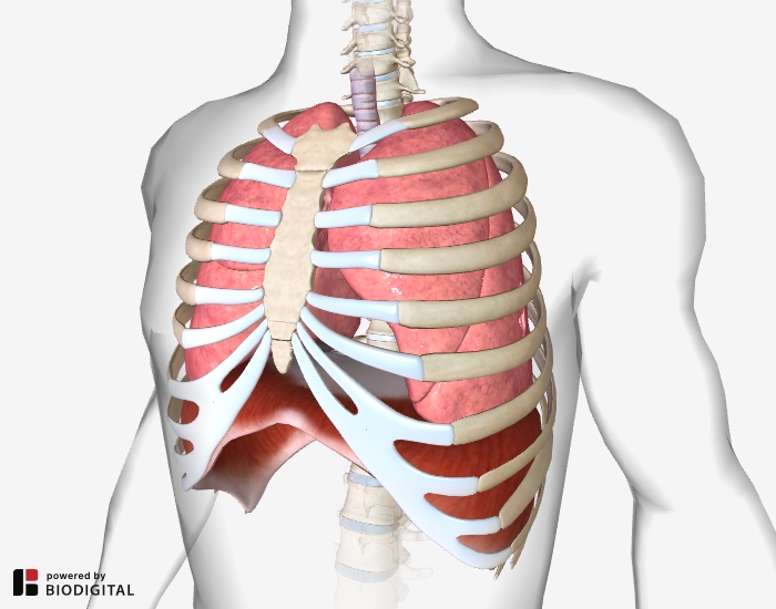 lungs and diaphragm diagram