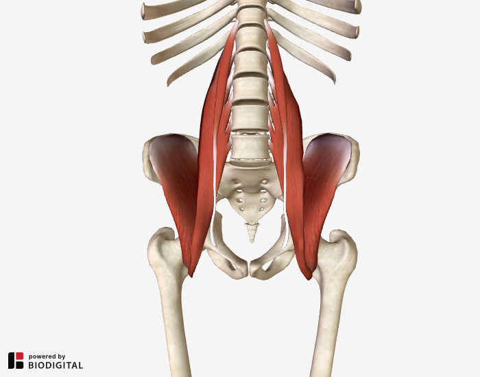 Lower Back And Hip Pain 7 Frequently Overlooked Causes