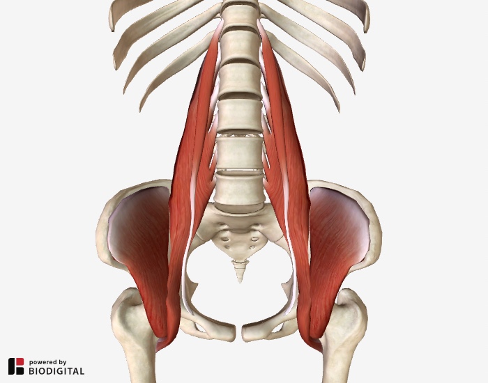 Muscles Of Buttock Hip And Pelvis Laminated Anatomy Chart Ph