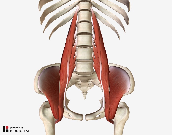 iliopsoas