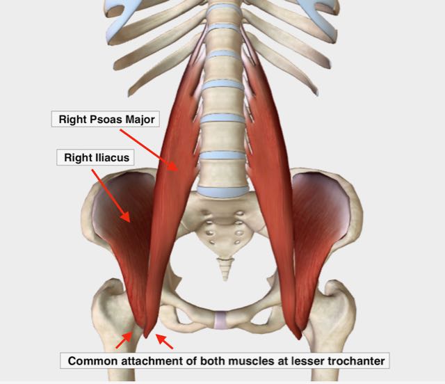 pelvic floor muscle and nerve damage females left side bending hip rotation  - Google Search #Backpain