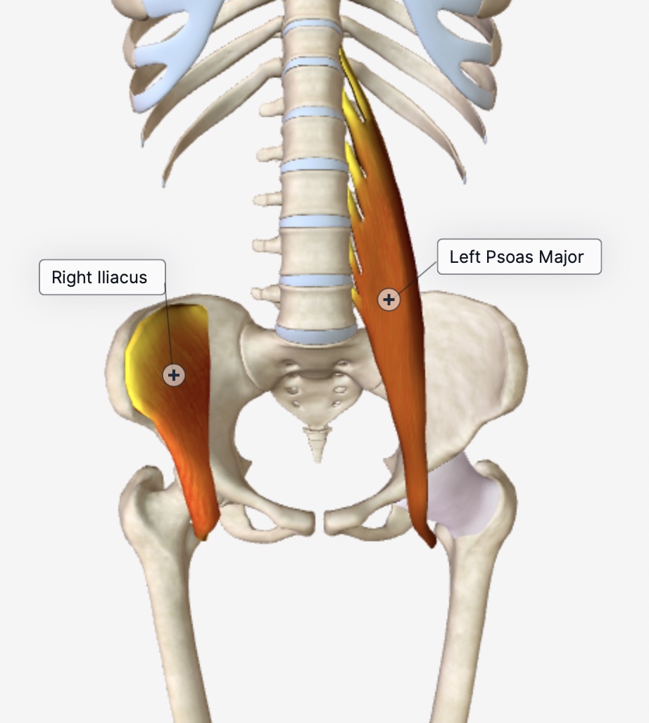 A Twisted Pelvis also called Pelvic Torsion Can Be Corrected