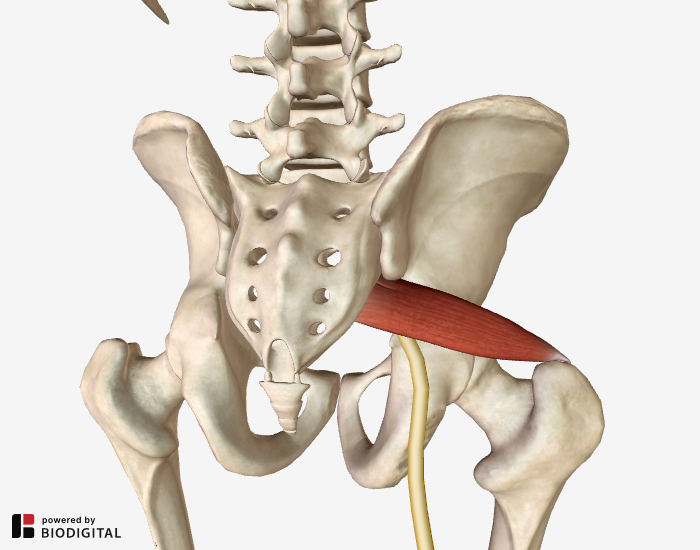 Lower Back And Hip Pain 7 Frequently Overlooked Causes