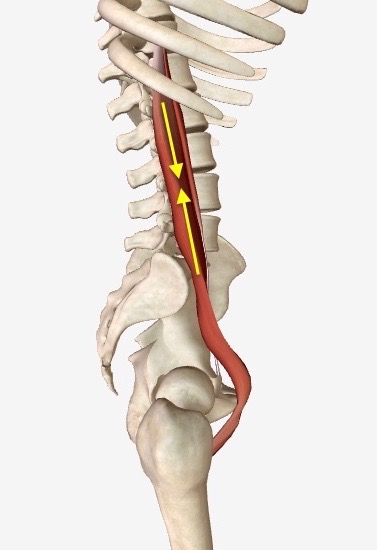 https://www.lower-back-pain-answers.com/images/Right-psoas-side.jpg