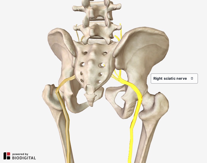 Sciatica Pain Relief - Take pressure off the sciatic nerve